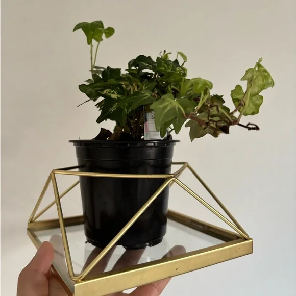 Gold Geometric Glass Display Box - Picture 2 of 2